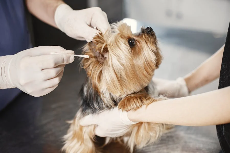 Yorkshire Terrier having its ear cleaned by a veterinary professional
